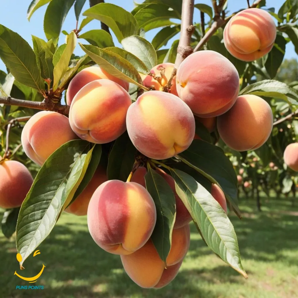 Georgia Peach Puns