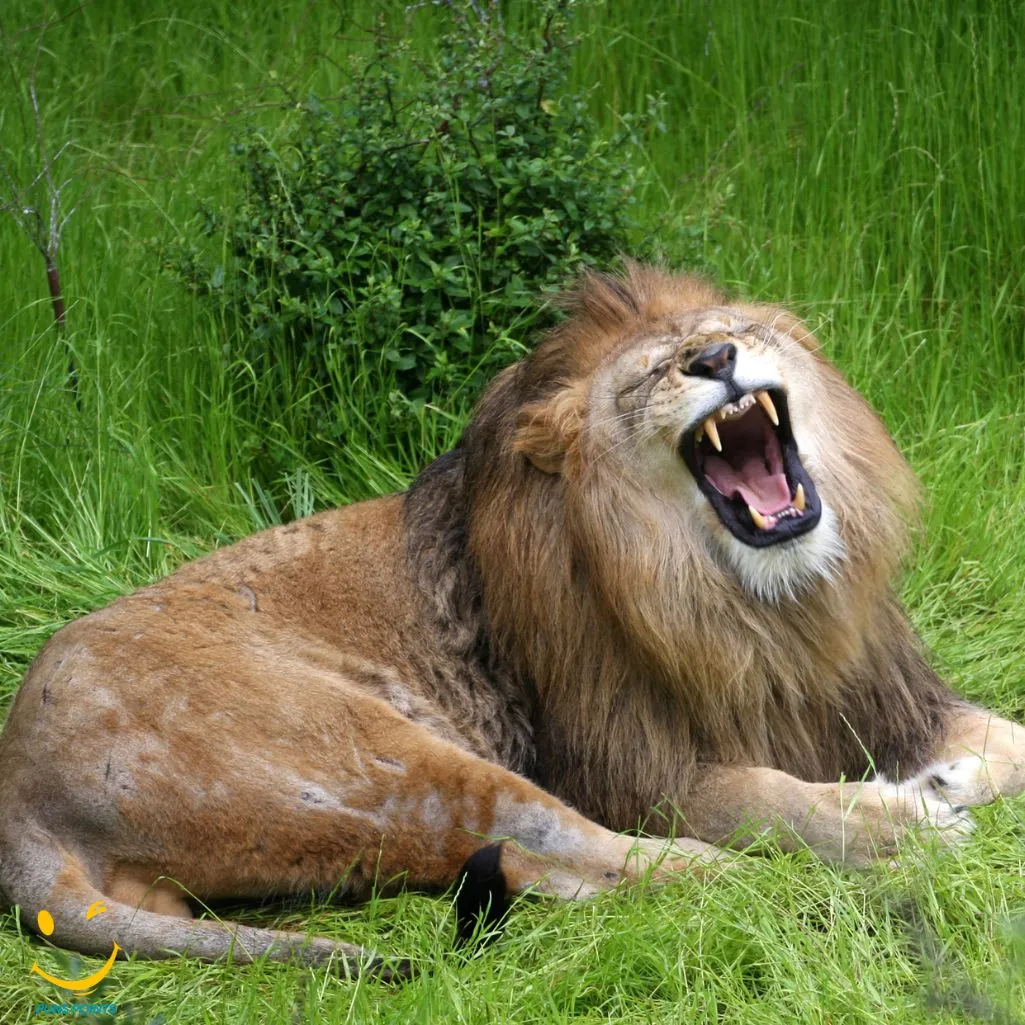 A Lions Dream Vacation Roar Open