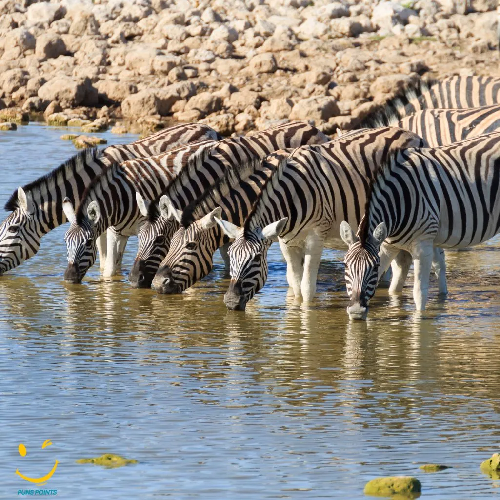 A Zebras Favorite Drink