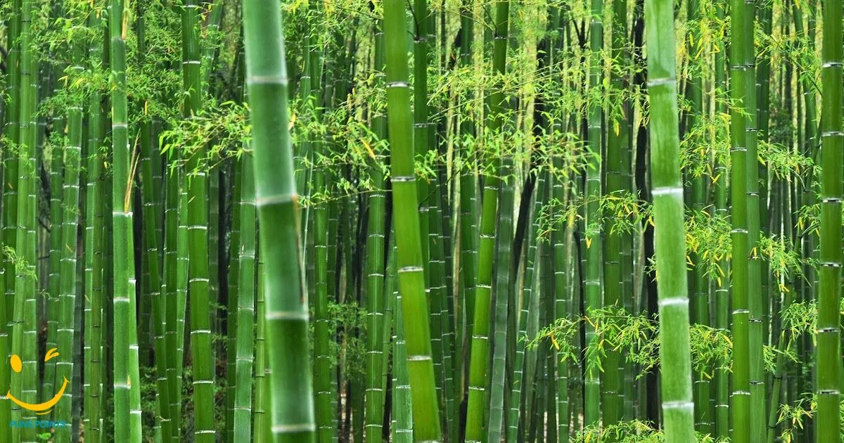 Bamboo Puns Nature Inspired