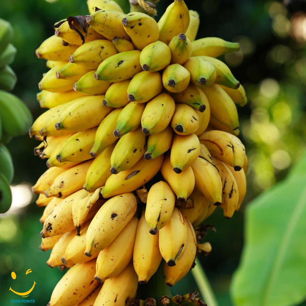 Bananas Are Always Ripe For Fun