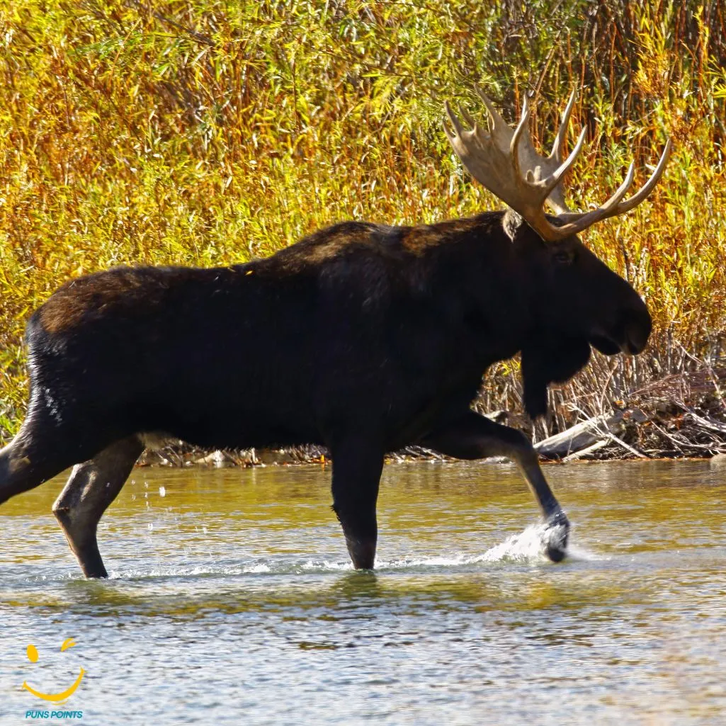 Bull Moose