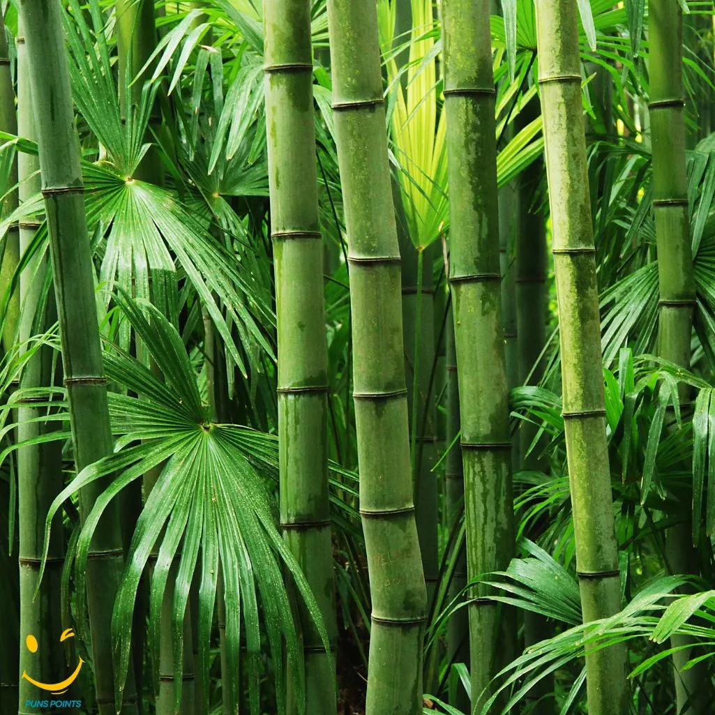 But Grow Like Bamboo