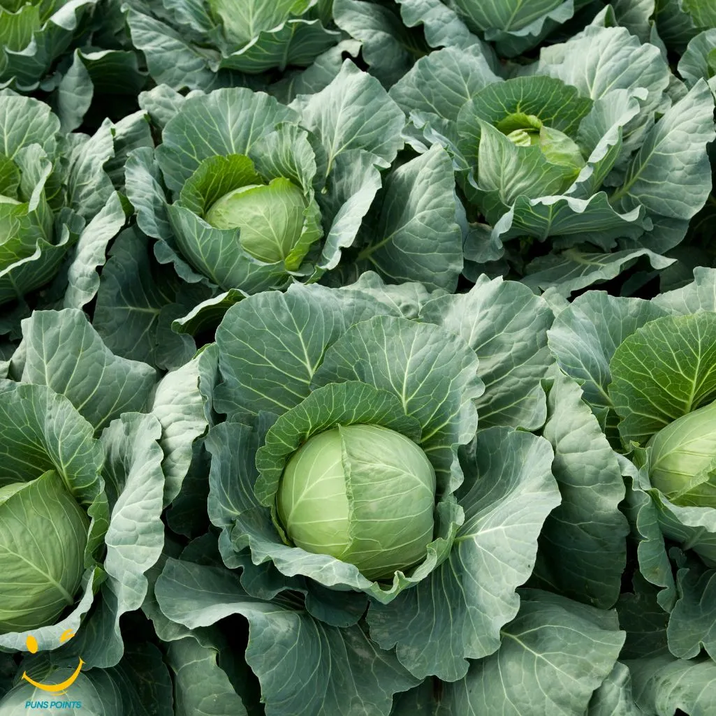 Cabbage Is My Favorite Veggie