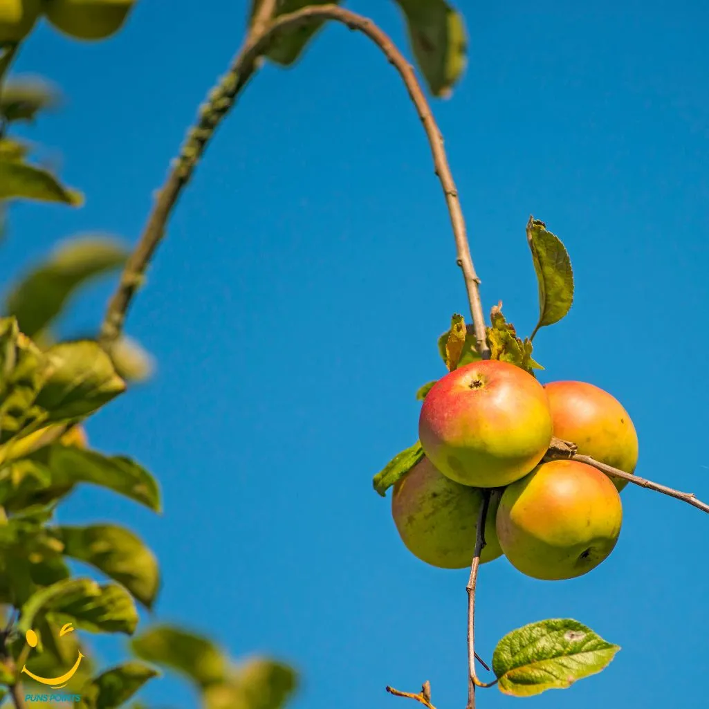 Chilly Mornings Warm Apples