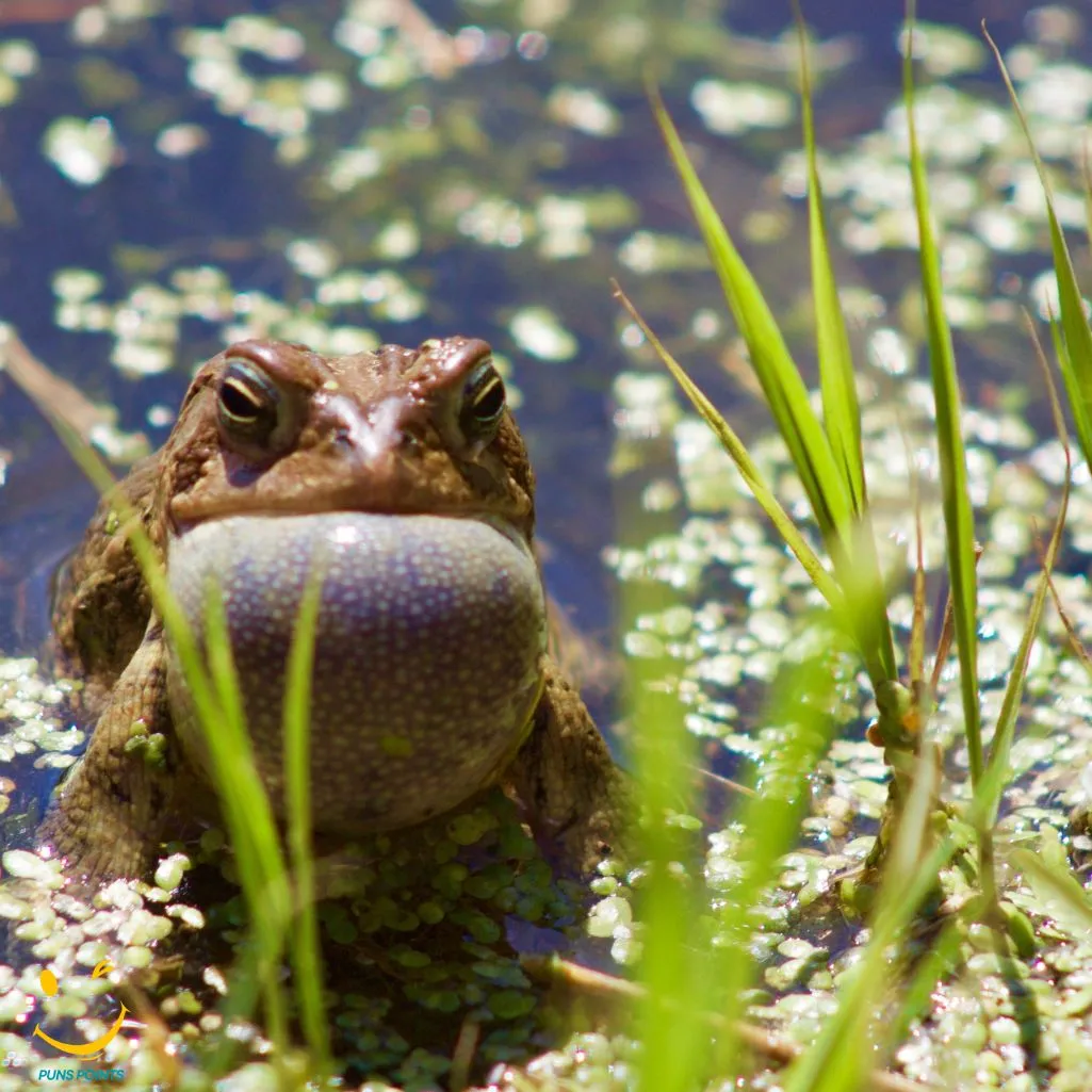 “Croak” butter