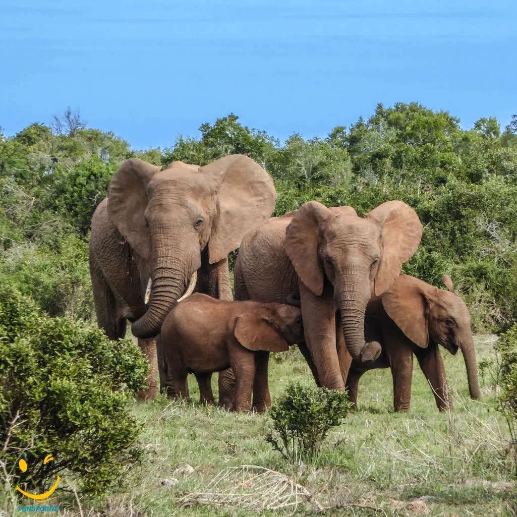 Elephants Love Teamwork