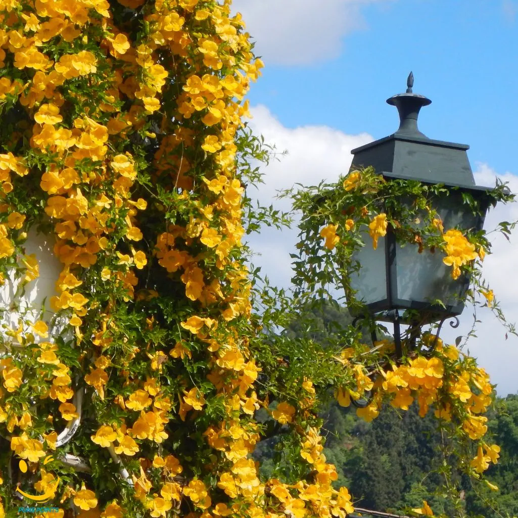 Flower On A Vine