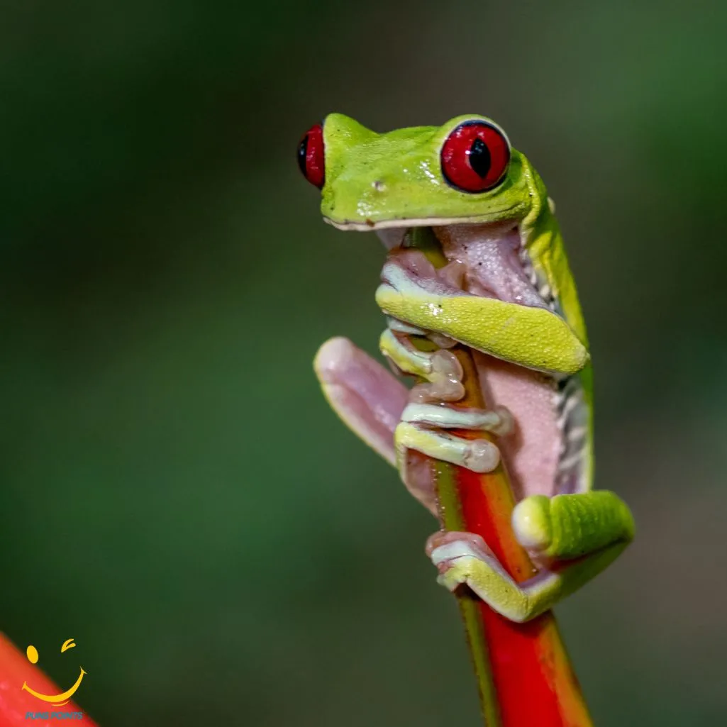 frog compete in gymnastics