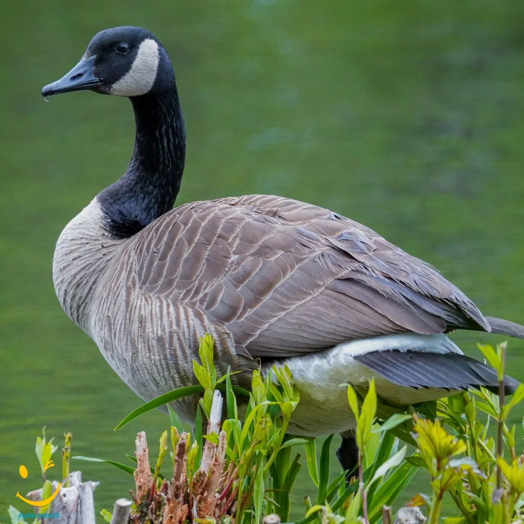 Goose The Best Valentine