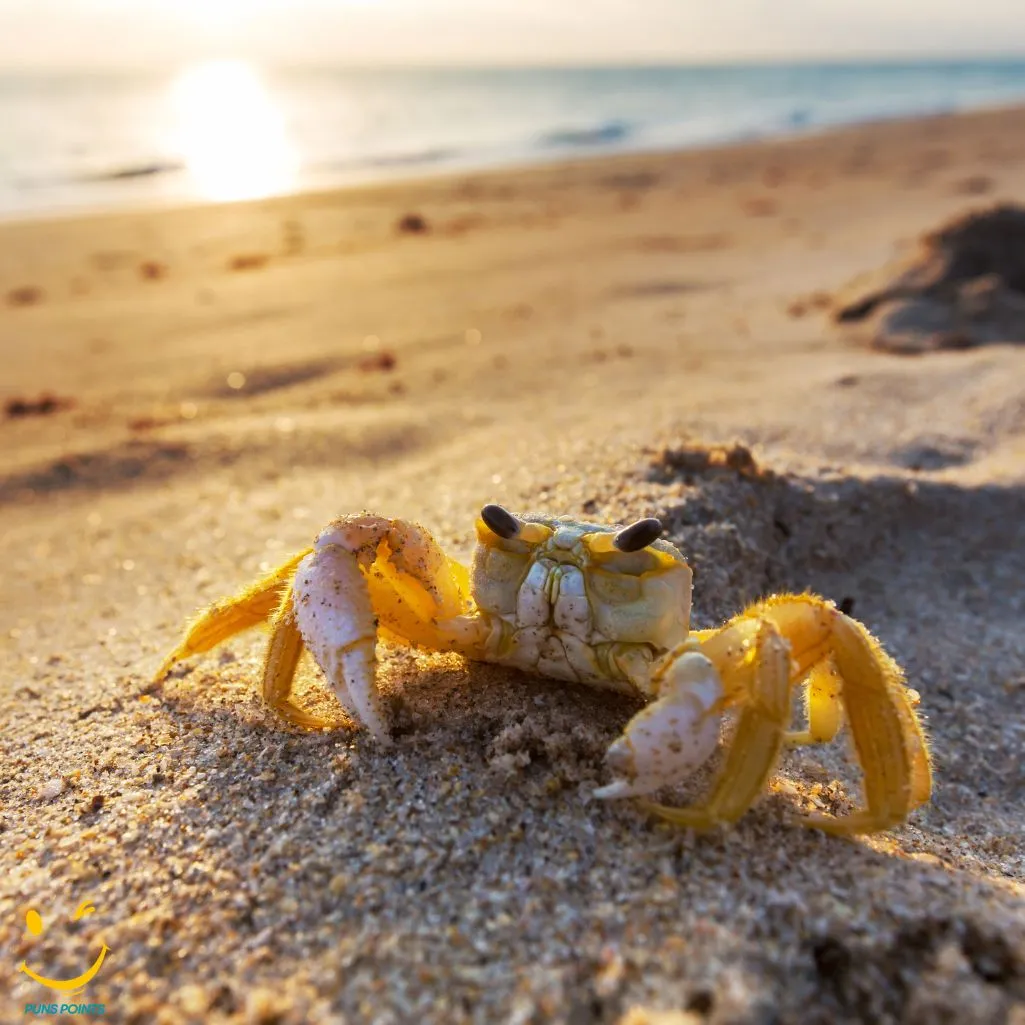 Its Crab Solutely Wonderful To See You