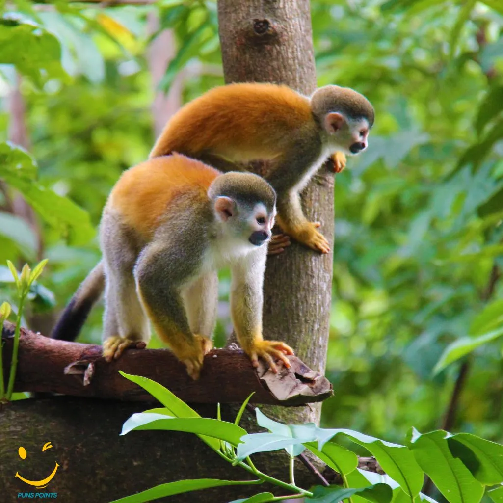 Monkeys Love The Jungle
