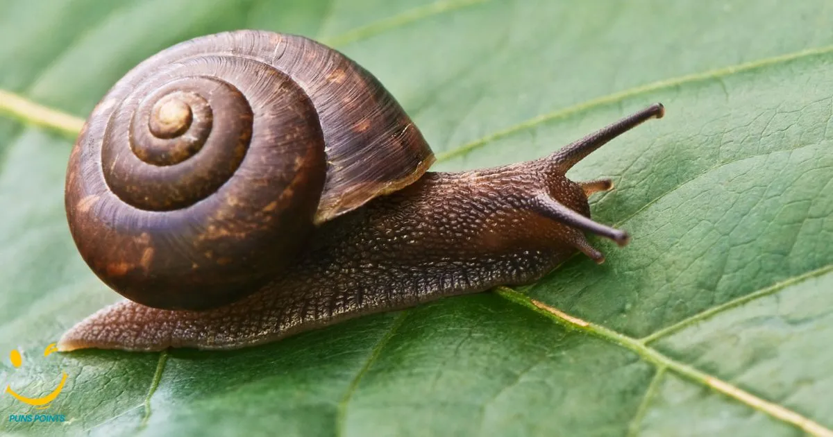 Snail Puns