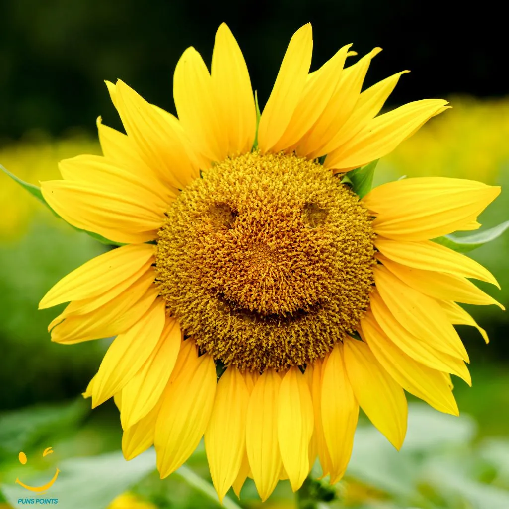 Sunflower Smile