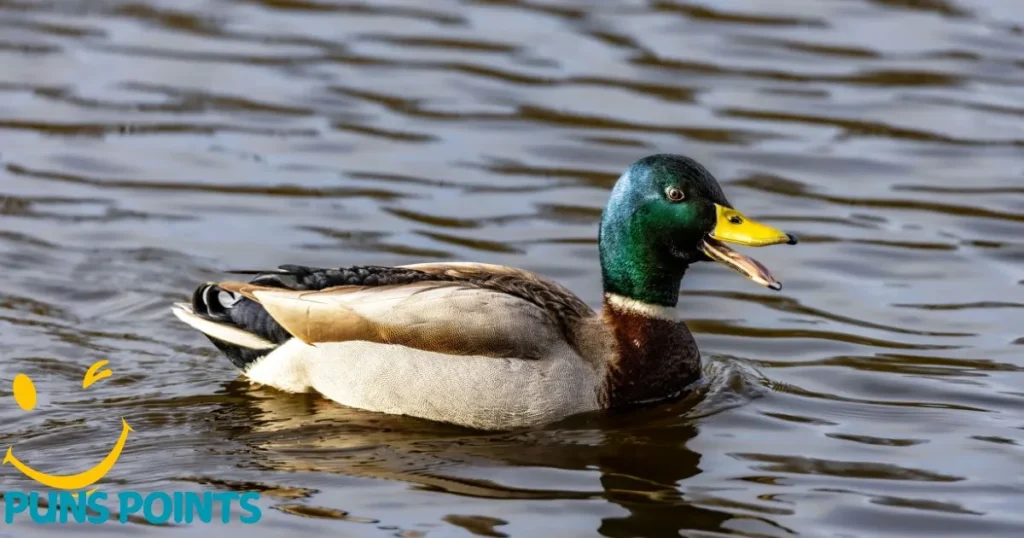 The Duck Quacked