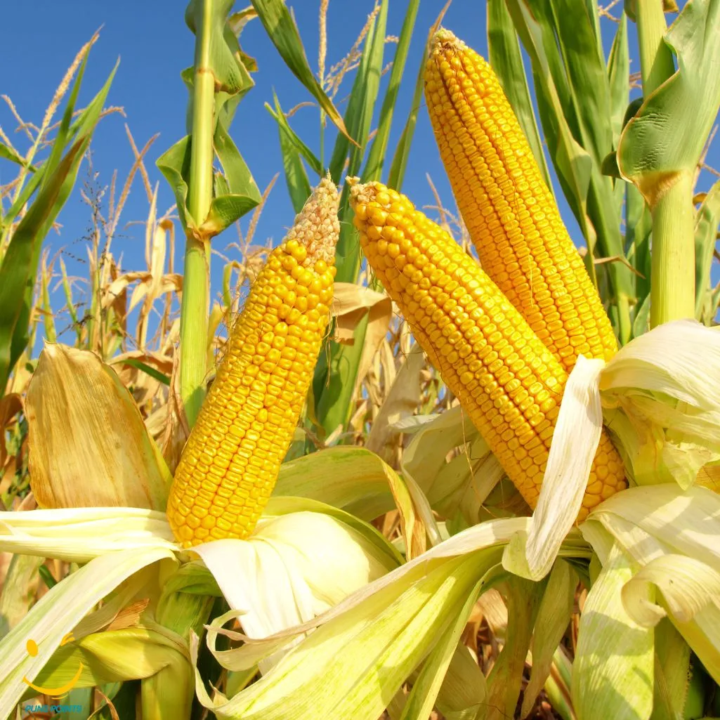 When It Comes To Corn Puns