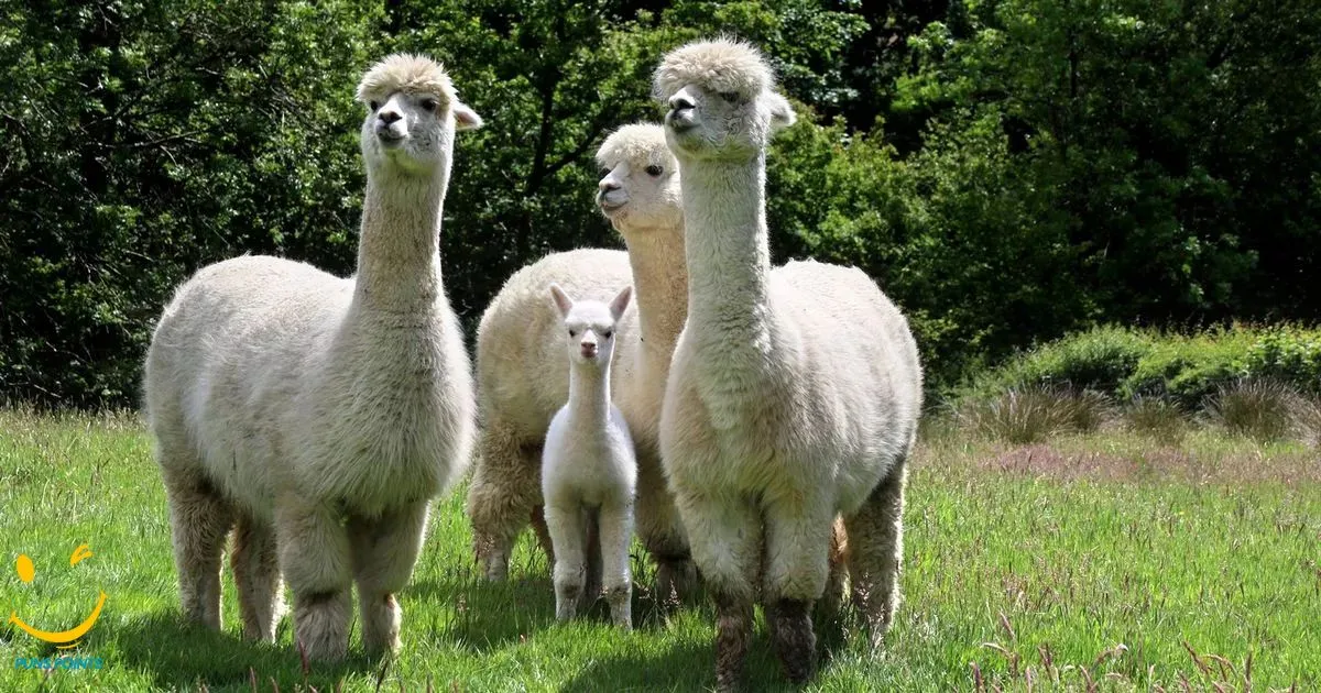 Alpaca Puns