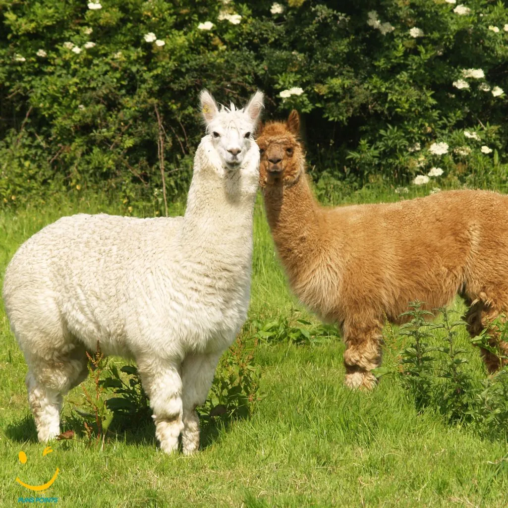 Alpaca Tivity