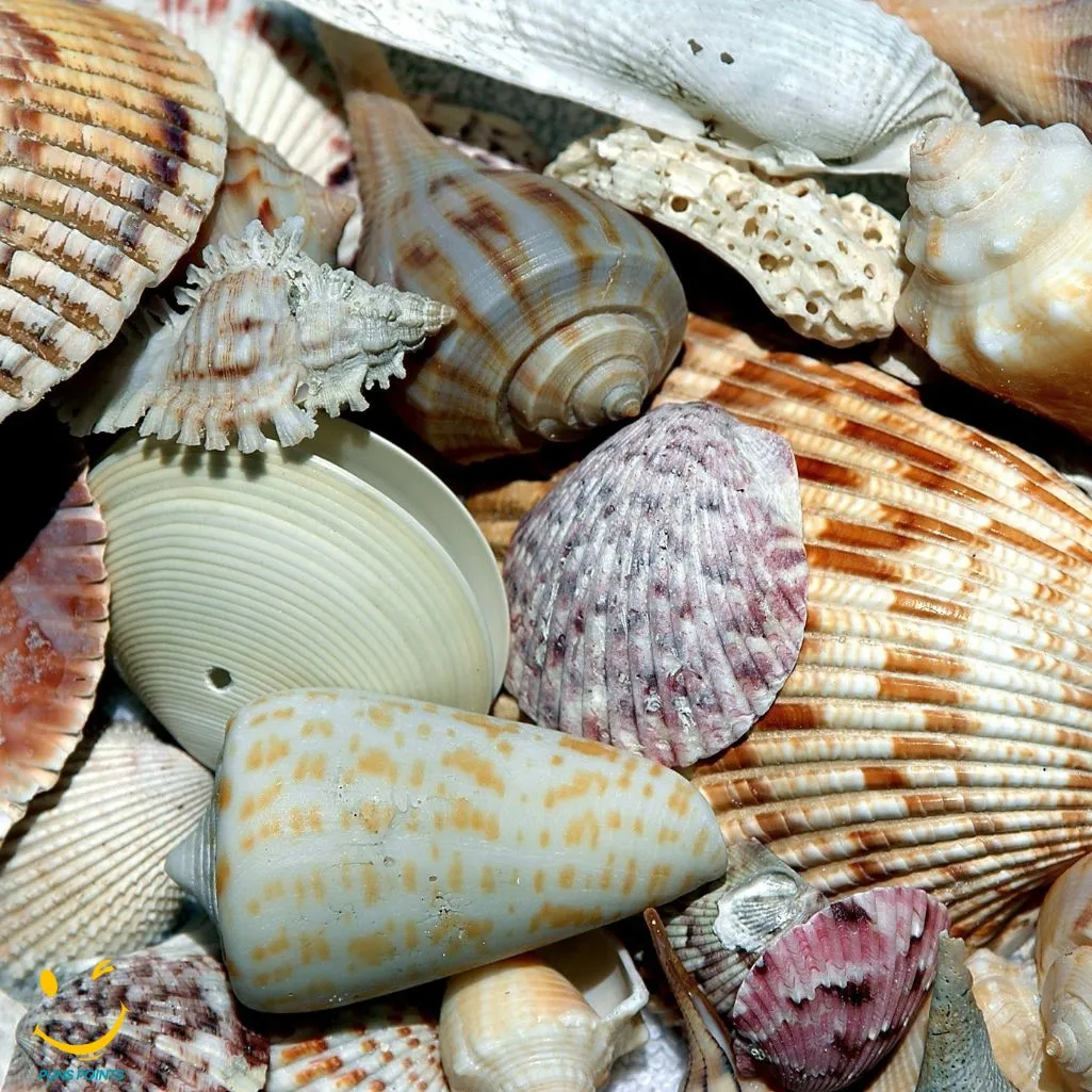 Shell Fish Puns Ready