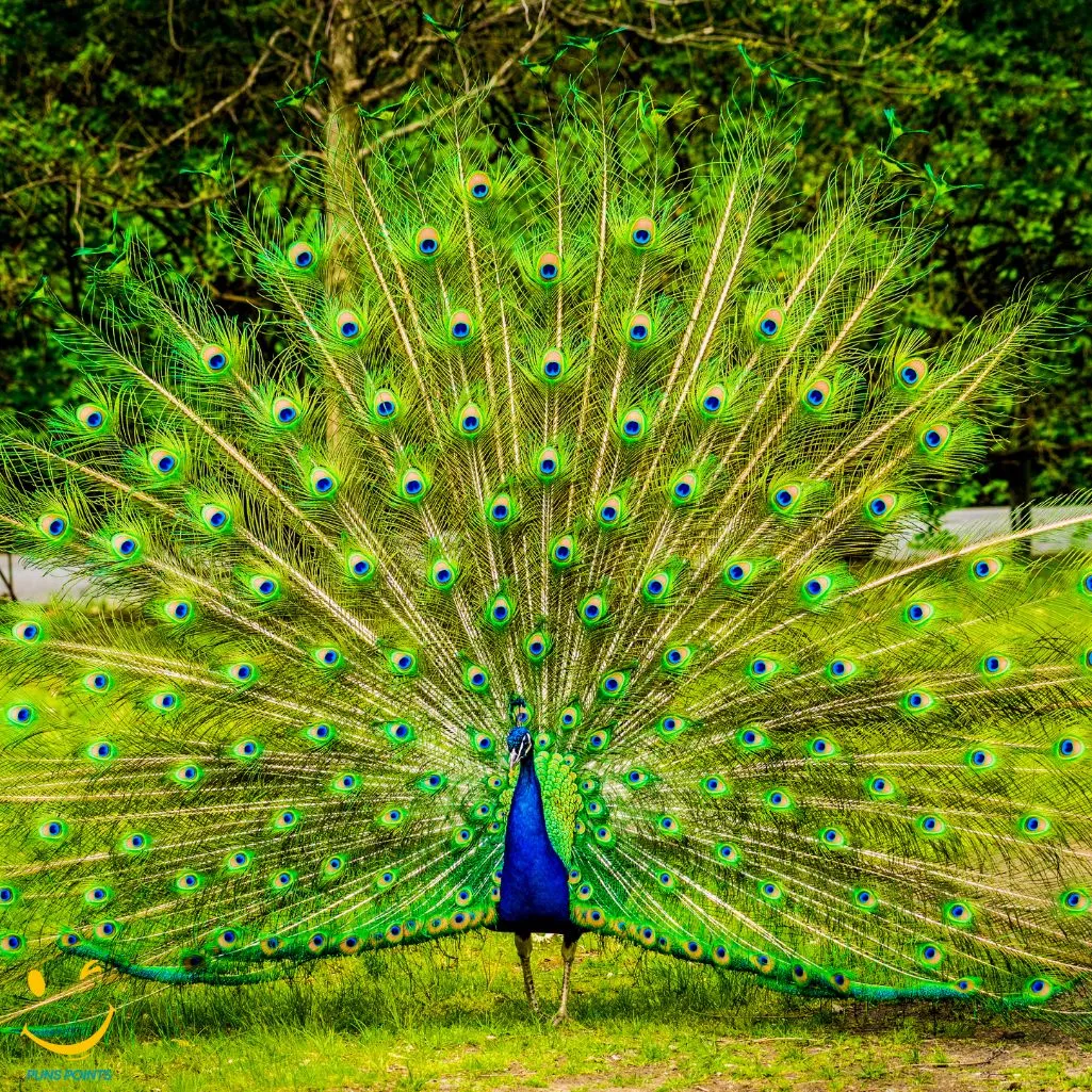 Flaunting Feathers Of Fun Peacock Puns To Preen Over